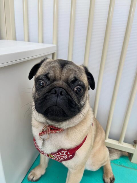 幼稚園体験に来てくれました🐶
最初とても緊張していた様で隅から動かなかったのですが、なれてきたら自分から挨拶したり歩き回ったりしていました😊
🐾🐶愛犬のお悩みご相談ください🐶🐾
@kenkohmura_official
 ↑フォロー待ってます↑

〒955-0091 新潟県三条市上須頃大割４２８−１
☎︎ 0256-35-2571
✉️ info@kenkohmura.jp
HP: http://kenkohmura.jp
LINE: https://lin.ee/7LIz5sb

#犬幸村#犬の幼稚園 #吠える噛む #犬のしつけ #トイレ
 パグ パグ可愛い パグだいすき