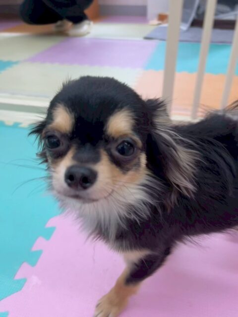 きりまるちゃん＆まろちゃん🐶
本日きりまるちゃんはボランティアの方に少し警戒して最初は触らせませんでしたがだんだん慣れてくると撫でて〜と足をビヨーンとしてアピールしていました🤣　

まろちゃんは朝からかなり動き回っていてハイテンションで周りの子達と遊んでいましたが午後になるとやっぱり疲れて膝の上でお休みタイムでした😴

🐾🐶愛犬のお悩みご相談ください🐶🐾
@kenkohmura_official
 ↑フォロー待ってます↑

〒955-0091 新潟県三条市上須頃大割４２８−１
☎︎ 0256-35-2571
✉️ info@kenkohmura.jp
HP: http://kenkohmura.jp
LINE: https://lin.ee/7LIz5sb

#犬幸村#犬の幼稚園 #吠える、噛む #犬のしつけ #トイレ
トイプートイプー可愛いトイプー大好きトイプー倶楽部