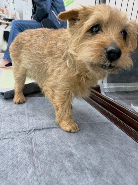 ゴローちゃん🐶
本日もお互い大好きなププちゃんに猛アタック‼️
匂いを嗅ぎ合ったり、挨拶をしあったりして過ごしていました🤭

🐾🐶愛犬のお悩みご相談ください🐶🐾
@kenkohmura_official
 ↑フォロー待ってます↑

〒955-0091 新潟県三条市上須頃大割４２８−１
☎︎ 0256-35-2571
✉️ info@kenkohmura.jp
HP: http://kenkohmura.jp
LINE: https://lin.ee/7LIz5sb

#犬幸村#犬の幼稚園 #吠える、噛む #犬のしつけ #トイレ
ノーフォークテリアノーフォークテリア可愛いノーフォークテリア大好きノーフォークテリア倶楽部