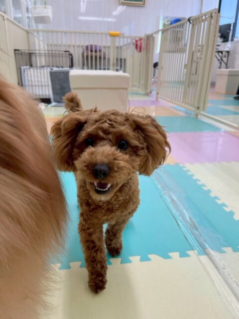 モカちゃん🐶
本日はもねちゃんやププちゃん、もこちゃん達と走り回ったり、ワンプロを仕掛けたりして非常に楽しそうに過ごしていました👍

朝から夕方まで走り続けてお帰りごろになると限界でスタッフの近くでお休みモードでまったりしていました🤣

🐾🐶愛犬のお悩みご相談ください🐶🐾
@kenkohmura_official
 ↑フォロー待ってます↑

〒955-0091 新潟県三条市上須頃大割４２８−１
☎︎ 0256-35-2571
✉️ info@kenkohmura.jp
HP: http://kenkohmura.jp
LINE: https://lin.ee/7LIz5sb

#犬幸村#犬の幼稚園 #吠える、噛む #犬のしつけ #トイレ
トイプートイプー可愛いトイプー大好きトイプー倶楽部