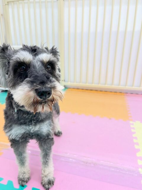 リュウちゃん🐶
体験に来た子やケン太ちゃん達が遊んでるのを見ておしゃべりしていました😄
🐾🐶愛犬のお悩みご相談ください🐶🐾
@kenkohmura_official
 ↑フォロー待ってます↑

〒955-0091 新潟県三条市上須頃大割４２８−１
☎︎ 0256-35-2571
✉️ info@kenkohmura.jp
HP: http://kenkohmura.jp
LINE: https://lin.ee/7LIz5sb

#犬幸村#犬の幼稚園 #吠える噛む #犬のしつけ #トイレ
 ミニチュアシュナウザー ミニチュアシュナウザー可愛い ミニチュアシュナウザーだいすき