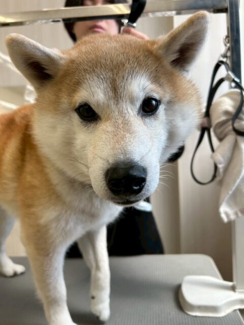 まめちゃん🐶
本日は甘えん坊なまめちゃん‼️可愛いネクタイを自慢するかのように近くにきたり、膝の上に乗ったりしてたくさんアピールをしてくれて可愛すぎました😍

他にも大吉ちゃんやマロンちゃん達とたくさんおしゃべりも楽しめたようでよかったです👏

🐾🐶愛犬のお悩みご相談ください🐶🐾
@kenkohmura_official
 ↑フォロー待ってます↑

〒955-0091 新潟県三条市上須頃大割４２８−１
☎︎ 0256-35-2571
✉️ info@kenkohmura.jp
HP: http://kenkohmura.jp
LINE: https://lin.ee/7LIz5sb

#犬幸村#犬の幼稚園 #吠える、噛む #犬のしつけ #トイレ
柴犬柴犬可愛い柴犬大好き柴犬倶楽部