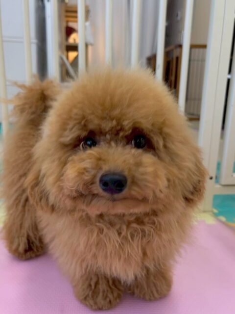 ププちゃん🐶
本日は大好きなモカちゃんやきりまるちゃん達と走り回ったり、みんなではしゃぎ回ったり、激しいワンプロをしあったりして非常に楽しそうに過ごしていました🤣

🐾🐶愛犬のお悩みご相談ください🐶🐾
@kenkohmura_official
 ↑フォロー待ってます↑

〒955-0091 新潟県三条市上須頃大割４２８−１
☎︎ 0256-35-2571
✉️ info@kenkohmura.jp
HP: http://kenkohmura.jp
LINE: https://lin.ee/7LIz5sb

#犬幸村#犬の幼稚園 #吠える、噛む #犬のしつけ #トイレ
トイプートイプー可愛いトイプー大好きトイプー倶楽部