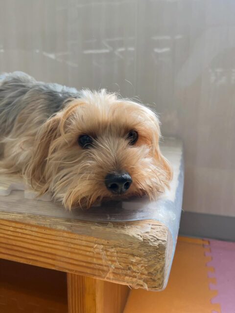 ロンちゃん🐶
ニコペットにいるスタンダードプードルちゃんと遊んだり、やん丸に構って〜とアピールしていました☺️
🐾🐶愛犬のお悩みご相談ください🐶🐾
@kenkohmura_official
 ↑フォロー待ってます↑

〒955-0091 新潟県三条市上須頃大割４２８−１
☎︎ 0256-35-2571
✉️ info@kenkohmura.jp
HP: http://kenkohmura.jp
LINE: https://lin.ee/7LIz5sb

#犬幸村#犬の幼稚園 #吠える噛む #犬のしつけ #トイレ
ヨークシャーテリア ヨークシャーテリア可愛い ヨークシャーテリア大好き