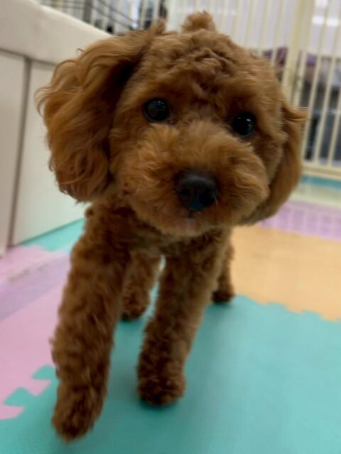 モカちゃん🐶
本日はププちゃんやニコペットのちびっ子とかなり激しく遊び回ったり、ワンプロをしたりして楽しんでいました🤭
激しく遊びすぎで夕方には少し疲れたのかまったりモードで過ごしていました😴

🐾🐶愛犬のお悩みご相談ください🐶🐾
@kenkohmura_official
 ↑フォロー待ってます↑

〒955-0091 新潟県三条市上須頃大割４２８−１
☎︎ 0256-35-2571
✉️ info@kenkohmura.jp
HP: http://kenkohmura.jp
LINE: https://lin.ee/7LIz5sb

#犬幸村#犬の幼稚園 #吠える、噛む #犬のしつけ #トイレ
トイプートイプー可愛いトイプー倶楽部トイプー可愛いすぎる