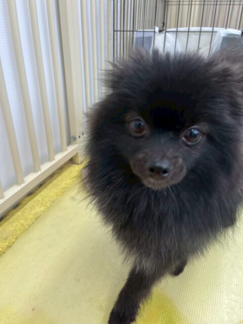 うにちゃん🐶
本日は毎回必ず会うププちゃんやニコペットのスタッフ犬の子達とはだいぶ慣れて来たようで、一緒に入れたり、挨拶や匂いを嗅がれても動じないようになっていました‼️
次は自分からも挨拶をしたり、匂いを嗅ぎにいけるように頑張りましょう✊

🐾🐶愛犬のお悩みご相談ください🐶🐾
@kenkohmura_official
 ↑フォロー待ってます↑

〒955-0091 新潟県三条市上須頃大割４２８−１
☎︎ 0256-35-2571
✉️ info@kenkohmura.jp
HP: http://kenkohmura.jp
LINE: https://lin.ee/7LIz5sb

#犬幸村#犬の幼稚園 #吠える、噛む #犬のしつけ #トイレ
ポメポメ可愛いポメラニアンポメラニアン大好き