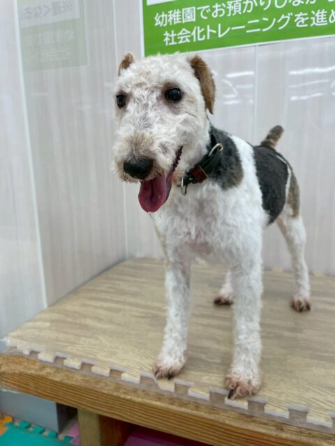 ポコちゃん🐶
本日は1日中走り回ったり、みんなを誘ってワンプロをしたり、柵越しにみんなとお話をしあったりして非常に楽しそうに過ごしていました🤭

🐾🐶愛犬のお悩みご相談ください🐶🐾
@kenkohmura_official
 ↑フォロー待ってます↑

〒955-0091 新潟県三条市上須頃大割４２８−１
☎︎ 0256-35-2571
✉️ info@kenkohmura.jp
HP: http://kenkohmura.jp
LINE: https://lin.ee/7LIz5sb

#犬幸村#犬の幼稚園 #吠える、噛む #犬のしつけ #トイレ
ワイヤーフォックスワイヤーフォックス可愛いワイヤーフォックス大好きワイヤーフォックス倶楽部