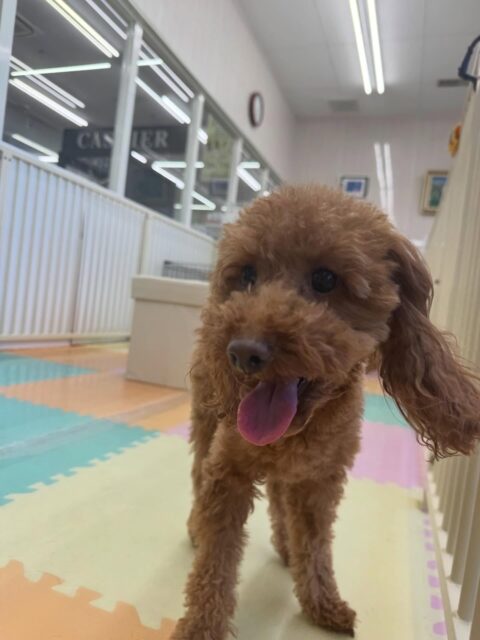 チコちゃん🐶
本日歯磨きトレーニングを開始して1年6ヶ月が経ちました
歯の状態は少し汚れが気にならなくなって来ました‼️このまま継続を意識してキープしていきましょう✊

園内では、ニコペットのスタッフ犬やププちゃん達と匂いを嗅ぎ合ったり、遊び回ったりして楽しんでいました👍

🐾🐶愛犬のお悩みご相談ください🐶🐾
@kenkohmura_official
 ↑フォロー待ってます↑

〒955-0091 新潟県三条市上須頃大割４２８−１
☎︎ 0256-35-2571
✉️ info@kenkohmura.jp
HP: http://kenkohmura.jp
LINE: https://lin.ee/7LIz5sb

#犬幸村#犬の幼稚園 #吠える、噛む #犬のしつけ #トイレ
トイプートイプー可愛いトイプー大好きトイプー倶楽部