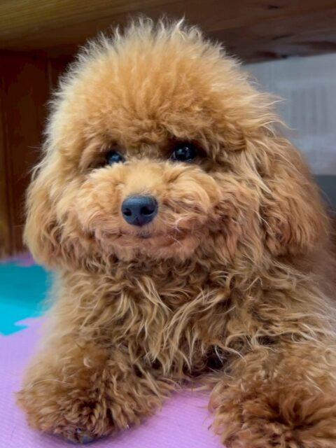 ププちゃん🐶
本日は朝からふうちゃんや、ぽん太達にちょっかいを出されたり、みんなで走り回ったりして遊び回っていました🤭
夕方には疲れたのかまったりモードで過ごしていました😴

🐾🐶愛犬のお悩みご相談ください🐶🐾
@kenkohmura_official
 ↑フォロー待ってます↑

〒955-0091 新潟県三条市上須頃大割４２８−１
☎︎ 0256-35-2571
✉️ info@kenkohmura.jp
HP: http://kenkohmura.jp
LINE: https://lin.ee/7LIz5sb

#犬幸村#犬の幼稚園 #吠える、噛む #犬のしつけ #トイレ
トイプートイプー可愛いトイプー倶楽部トイプー可愛すぎる