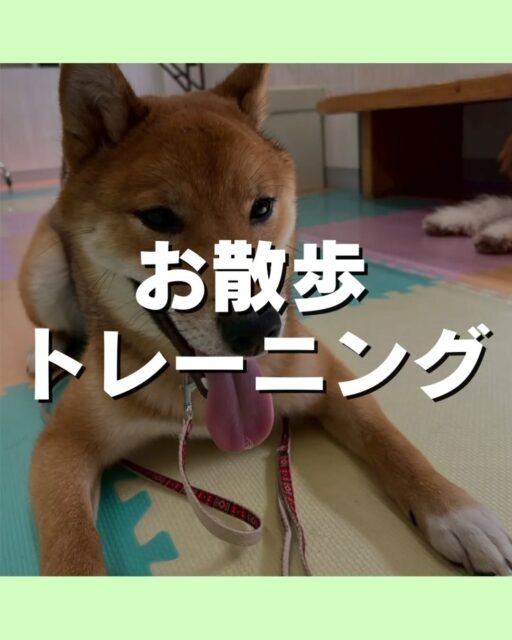 お散歩トレーニング講習会🐶
本日もたくさんの方にご参加いただきました😆
次回は5/16(土)に開催します😆

こんなお悩みありませか?
引っ張りが強い
拾い食いが気になる
他の子や人に向かって吠えてしまう⋯
お気軽にお問い合わせ下さい💁

🐾🐶愛犬のお悩みご相談ください🐶🐾
@kenkohmura_official
 ↑フォロー待ってます↑

〒955-0091 新潟県三条市上須頃大割４２８−１
☎︎ 0256-35-2571
✉️ info@kenkohmura.jp
HP: http://kenkohmura.jp
LINE: https://lin.ee/7LIz5sb

#犬幸村#犬の幼稚園 #吠える、噛む #犬のしつけ #トイレ　お散歩トレーニング