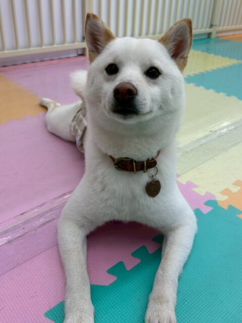 コハクちゃん🐶
本日も、レーキングやシャンプーでたくさん毛が抜けました‼️もう一頭コハクちゃんができるくらい抜けましたね👍

園内ではふうちゃんやちょこたんちゃん、ぽん太達と楽しそうに走り回ったり、みんなでワンプロをしあったりして非常に楽しそうに過ごしていました👏

🐾🐶愛犬のお悩みご相談ください🐶🐾
@kenkohmura_official
 ↑フォロー待ってます↑

〒955-0091 新潟県三条市上須頃大割４２８−１
☎︎ 0256-35-2571
✉️ info@kenkohmura.jp
HP: http://kenkohmura.jp
LINE: https://lin.ee/7LIz5sb

#犬幸村#犬の幼稚園 #吠える、噛む #犬のしつけ #トイレ
柴犬柴犬可愛い柴犬大好き柴犬倶楽部