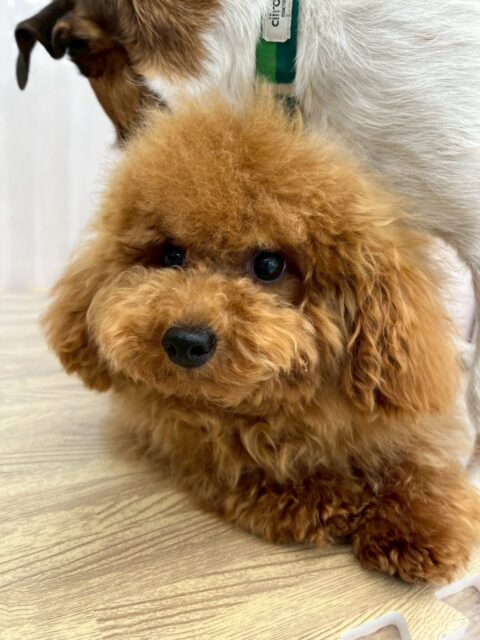 ププちゃん🐶
本日はちゃ六ちゃんにたくさんちょっかいを出されたりして顰めっ面でした🤣
他にもニコペットの子達太や、きりまるちゃん達と楽しそうに遊べていてよかったです👍

🐾🐶愛犬のお悩みご相談ください🐶🐾
@kenkohmura_official
 ↑フォロー待ってます↑

〒955-0091 新潟県三条市上須頃大割４２８−１
☎︎ 0256-35-2571
✉️ info@kenkohmura.jp
HP: http://kenkohmura.jp
LINE: https://lin.ee/7LIz5sb

#犬幸村#犬の幼稚園 #吠える、噛む #犬のしつけ #トイレ
トイプートイプー可愛いトイプー大好きトイプー倶楽部