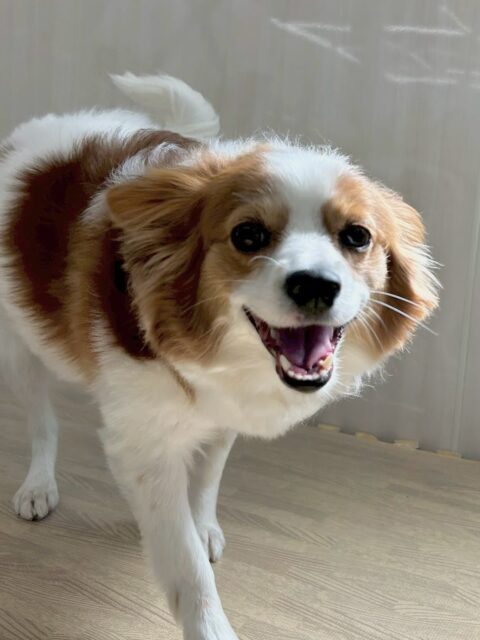 マロンちゃん🐶
本日は朝からスタッフとの手遊びで白熱したのか久しぶりの園内大爆走を見せてくれました💨
本日はヤンチャ組でかなり走り回ったりしていたので疲れた様子でした🤣

🐾🐶愛犬のお悩みご相談ください🐶🐾
@kenkohmura_official
 ↑フォロー待ってます↑

〒955-0091 新潟県三条市上須頃大割４２８−１
☎︎ 0256-35-2571
✉️ info@kenkohmura.jp
HP: http://kenkohmura.jp
LINE: https://lin.ee/7LIz5sb

#犬幸村#犬の幼稚園 #吠える、噛む #犬のしつけ #トイレ
パピヨンパピヨン可愛いパピヨン大好きパピヨン倶楽部