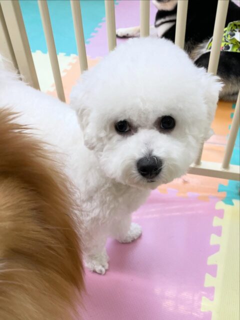 明日は木曜日、休園日です🐶

🐾🐶愛犬のお悩みご相談ください🐶🐾
@kenkohmura_official
 ↑フォロー待ってます↑

〒955-0091 新潟県三条市上須頃大割４２８−１
☎︎ 0256-35-2571
✉️ info@kenkohmura.jp
HP: http://kenkohmura.jp
LINE: https://lin.ee/7LIz5sb

#犬幸村#犬の幼稚園 #吠える、噛む #犬のしつけ #トイレ