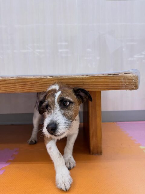 ちゃ六ちゃん🐶
本日は夏紬ちゃんに完全にロックオンされて椅子の下までダッシュしてこの表情でした🤣2枚目の写真の表情です🤭

他にもププちゃんやらぶちゃん達にちょっかいを出したり、みんなで走り回ったり、お話をしあったりして過ごしていました👍

🐾🐶愛犬のお悩みご相談ください🐶🐾
@kenkohmura_official
 ↑フォロー待ってます↑

〒955-0091 新潟県三条市上須頃大割４２８−１
☎︎ 0256-35-2571
✉️ info@kenkohmura.jp
HP: http://kenkohmura.jp
LINE: https://lin.ee/7LIz5sb

#犬幸村#犬の幼稚園 #吠える、噛む #犬のしつけ #トイレ
ジャックラッセルジャックラッセル可愛いジャックラッセルテリア