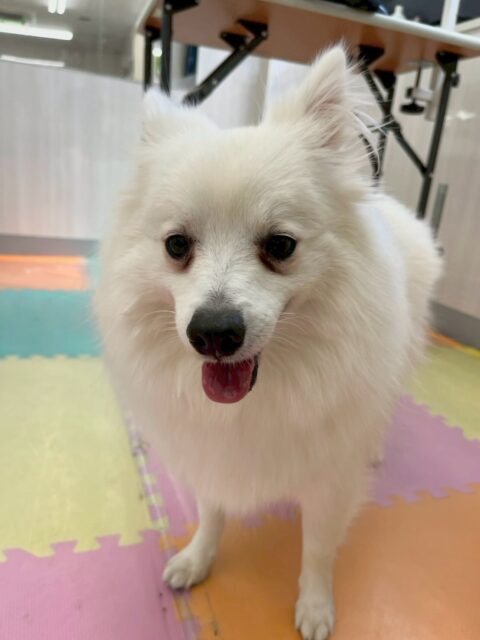 幸ちゃん🐶
本日はニッカちゃんや寅丸ちゃん達とみんなで走り回ったりして非常に楽しそうにしていました🤭
他にもみんなから匂いを嗅がれたり、みんなに挨拶をされたりしてコミュニケーションを取っていました👍

🐾🐶愛犬のお悩みご相談ください🐶🐾
@kenkohmura_official
 ↑フォロー待ってます↑

〒955-0091 新潟県三条市上須頃大割４２８−１
☎︎ 0256-35-2571
✉️ info@kenkohmura.jp
HP: http://kenkohmura.jp
LINE: https://lin.ee/7LIz5sb

#犬幸村#犬の幼稚園 #吠える、噛む #犬のしつけ #トイレ
スピッツスピッツ可愛いスピッツ大好きスピッツ倶楽部