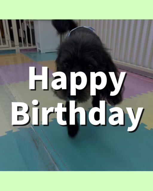 ニッカちゃん🐶
お誕生日おめでとうございます🎂👏🏻
幼稚園の中楽しそうに走り回ったり、のりまきちゃんと激しく遊んでいました🙌
⁡
歯磨きトレーニング開始して4ヶ月経過しました🦷🪥✨
歯の白さキープできてるのでこれからも頑張りましょう！！
🐾🐶愛犬のお悩みご相談ください🐶🐾
@kenkohmura_official
 ↑フォロー待ってます↑

〒955-0091 新潟県三条市上須頃大割４２８−１
☎︎ 0256-35-2571
✉️ info@kenkohmura.jp
HP: http://kenkohmura.jp
LINE: https://lin.ee/7LIz5sb

#犬幸村#犬の幼稚園 #吠える噛む #犬のしつけ #トイレ
 ミックス犬 ミックス犬可愛い ミックス犬だいすき