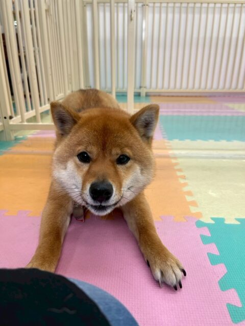 コロンちゃん🐶
本日は歯磨きトレーニングを開始して1年7ヶ月が経ちました‼️歯の状態も問題なくキープできているのでこのまま継続を意識して頑張っていきましょう✊

園内では朝からかなりテンションが高く、くうちゃんやシロちゃん、モカちゃん達と走り回ったりして遊んでいました🤭

夕方になると少し疲れたのかご家族のお帰りをまったりしながら待っていました😍

🐾🐶愛犬のお悩みご相談ください🐶🐾
@kenkohmura_official
 ↑フォロー待ってます↑

〒955-0091 新潟県三条市上須頃大割４２８−１
☎︎ 0256-35-2571
✉️ info@kenkohmura.jp
HP: http://kenkohmura.jp
LINE: https://lin.ee/7LIz5sb

#犬幸村#犬の幼稚園 #吠える、噛む #犬のしつけ #トイレ
柴犬柴犬大好き柴犬可愛い柴犬倶楽部