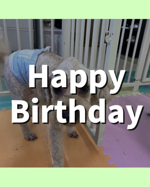 ルイちゃん＆イブちゃん🐶
ルイちゃんお誕生日おめでとうございます🎂👏🏻
ルイちゃんはニッカちゃんとおしゃべりしたりしていました☺️
⁡
イブちゃんはやん丸に構って〜とアピールしたりボランティアの方に撫でてもらっていました😁
🐾🐶愛犬のお悩みご相談ください🐶🐾
@kenkohmura_official
 ↑フォロー待ってます↑

〒955-0091 新潟県三条市上須頃大割４２８−１
☎︎ 0256-35-2571
✉️ info@kenkohmura.jp
HP: http://kenkohmura.jp
LINE: https://lin.ee/7LIz5sb

#犬幸村#犬の幼稚園 #吠える噛む #犬のしつけ #トイレ
 トイプードル トイプードルだいすき トイプードル可愛い