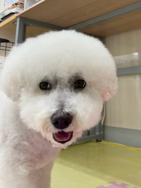 大吉ちゃん🐶
本日はちょこたんちゃんやふうちゃん達に興味津々‼️みんなの後ろを追いかけて、アピールをしたり、匂いを嗅いだりして過ごしていました🤭

🐾🐶愛犬のお悩みご相談ください🐶🐾
@kenkohmura_official
 ↑フォロー待ってます↑

〒955-0091 新潟県三条市上須頃大割４２８−１
☎︎ 0256-35-2571
✉️ info@kenkohmura.jp
HP: http://kenkohmura.jp
LINE: https://lin.ee/7LIz5sb

#犬幸村#犬の幼稚園 #吠える、噛む #犬のしつけ #トイレ
ビションビションフリーゼビションフリーゼ大好きビションフリーゼ倶楽部