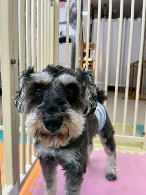 リュウちゃん🐶
本日は自分から他の子達の匂いを嗅ぎに行けたり、みんなから挨拶をされて挨拶を返せていたりとたくさん成長を見られる部分がありました👏どんどん慣れていきましょう✊

🐾🐶愛犬のお悩みご相談ください🐶🐾
@kenkohmura_official
 ↑フォロー待ってます↑

〒955-0091 新潟県三条市上須頃大割４２８−１
☎︎ 0256-35-2571
✉️ info@kenkohmura.jp
HP: http://kenkohmura.jp
LINE: https://lin.ee/7LIz5sb

#犬幸村#犬の幼稚園 #吠える、噛む #犬のしつけ #トイレ
シュナウザーシュナウザー可愛いシュナウザー大好きシュナウザー倶楽部