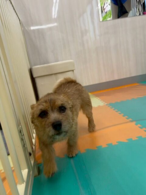 本日の鶴丸🐶
本日はらぶちゃんや夏紬ちゃん達とワンプロをしあったり、よもぎちゃんの匂いを嗅いだり、お腹を出してもらたりしていました🤭

🐾🐶愛犬のお悩みご相談ください🐶🐾
@kenkohmura_official
 ↑フォロー待ってます↑

〒955-0091 新潟県三条市上須頃大割４２８−１
☎︎ 0256-35-2571
✉️ info@kenkohmura.jp
HP: http://kenkohmura.jp
LINE: https://lin.ee/7LIz5sb

#犬幸村#犬の幼稚園 #吠える、噛む #犬のしつけ #トイレ
ノーリッチテリアノーリッチテリア可愛いノーリッチテリア大好きノーリッチテリア倶楽部ノーリッチテリア可愛すぎる