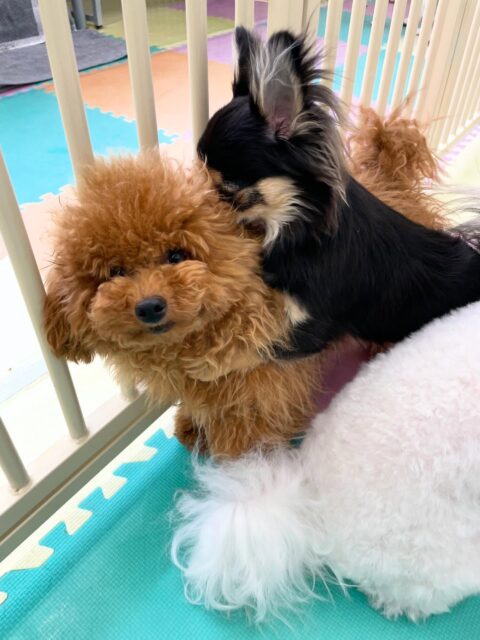 ププちゃん🐶
今日はきりまるちゃんやポン太ちゃんとプロレスごっこをして遊んでいました😊
ポン太ちゃんに耳を舐められてる間、悟りを開いていました🤣
お散歩では楽しそうにルンルンで歩いていました✨

🐾🐶愛犬のお悩みご相談ください🐶🐾
@kenkohmura_official
 ↑フォロー待ってます↑

〒955-0091 新潟県三条市上須頃大割４２８−１
☎︎ 0256-35-2571
✉️ info@kenkohmura.jp
HP: http://kenkohmura.jp
LINE: https://lin.ee/7LIz5sb

#犬幸村#犬の幼稚園 #吠える、噛む #犬のしつけ #トイレ
トイプードル　トイプー　といぷー