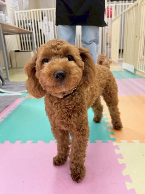 モカちゃん🐶
本日はきりまるちゃんやププちゃん達とワンプロをしあったり、みんなで走り回ったりして激しくはしゃぎ回っていました🤣

🐾🐶愛犬のお悩みご相談ください🐶🐾
@kenkohmura_official
 ↑フォロー待ってます↑

〒955-0091 新潟県三条市上須頃大割４２８−１
☎︎ 0256-35-2571
✉️ info@kenkohmura.jp
HP: http://kenkohmura.jp
LINE: https://lin.ee/7LIz5sb

#犬幸村#犬の幼稚園 #吠える、噛む #犬のしつけ #トイレ
トイプートイプー可愛いトイプー大好きトイプー倶楽部