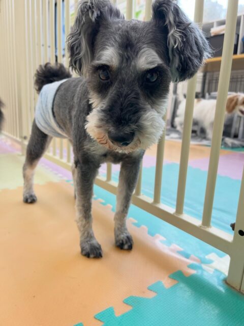 リュウちゃん🐶
マルちゃんに遊びに誘われていたりしていました😄
⁡
お散歩トレーニングも頑張っていました🙌
🐾🐶愛犬のお悩みご相談ください🐶🐾
@kenkohmura_official
 ↑フォロー待ってます↑

〒955-0091 新潟県三条市上須頃大割４２８−１
☎︎ 0256-35-2571
✉️ info@kenkohmura.jp
HP: http://kenkohmura.jp
LINE: https://lin.ee/7LIz5sb

#犬幸村#犬の幼稚園 #吠える噛む #犬のしつけ #トイレ
 ミニチュアシュナウザー ミニチュアシュナウザー可愛い ミニチュアシュナウザーだいすき
