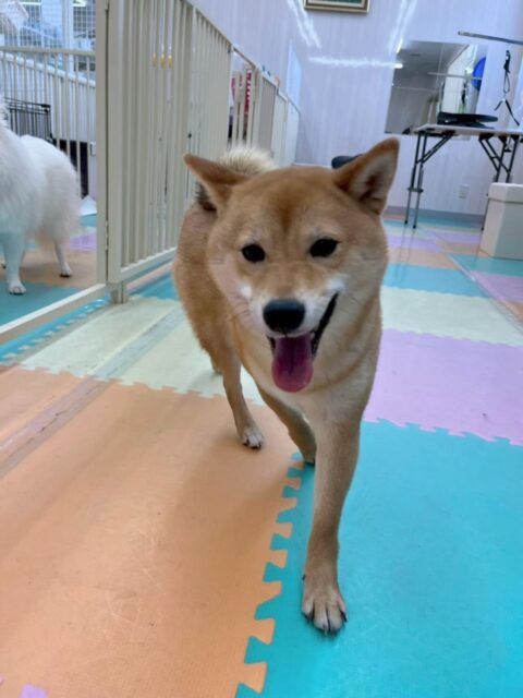 のりまきちゃん🐶
寅丸ちゃんやニッカちゃん達と走り回ったり、みんなで大はしゃぎしながら楽しそうに遊び回っていました🤣
みんなで遊びすぎて疲れたのか夕方にはまったりモードでお休み中でした😴

🐾🐶愛犬のお悩みご相談ください🐶🐾
@kenkohmura_official
 ↑フォロー待ってます↑

〒955-0091 新潟県三条市上須頃大割４２８−１
☎︎ 0256-35-2571
✉️ info@kenkohmura.jp
HP: http://kenkohmura.jp
LINE: https://lin.ee/7LIz5sb

#犬幸村#犬の幼稚園 #吠える、噛む #犬のしつけ #トイレ
柴犬柴犬可愛い柴犬大好き柴犬倶楽部柴犬可愛いすぎる