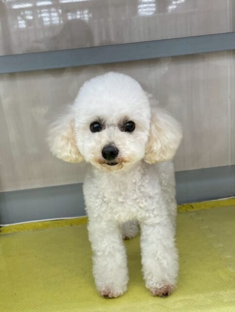 こむぎちゃん🐶
小さい子達に遊びに誘われていたり、スタッフにあまえたりしていました😆
🐾🐶愛犬のお悩みご相談ください🐶🐾
@kenkohmura_official
 ↑フォロー待ってます↑

〒955-0091 新潟県三条市上須頃大割４２８−１
☎︎ 0256-35-2571
✉️ info@kenkohmura.jp
HP: http://kenkohmura.jp
LINE: https://lin.ee/7LIz5sb

#犬幸村#犬の幼稚園 #吠える噛む #犬のしつけ #トイレ
 トイプードル トイプードルだいすき トイプードル可愛い