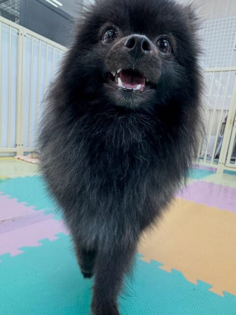 うにちゃん🐶
本日は男性のスタッフにお散歩トレーニングで撫でてもらったり、お客さんに触ってもらったりして頑張っていました👍

園内ではだんだん他の子達との距離が近くなって来ていて挨拶をしたり、みんなと匂いを嗅ぎ合ったりして過ごしていました👏

🐾🐶愛犬のお悩みご相談ください🐶🐾
@kenkohmura_official
 ↑フォロー待ってます↑

〒955-0091 新潟県三条市上須頃大割４２８−１
☎︎ 0256-35-2571
✉️ info@kenkohmura.jp
HP: http://kenkohmura.jp
LINE: https://lin.ee/7LIz5sb

#犬幸村#犬の幼稚園 #吠える、噛む #犬のしつけ #トイレ
ポメラニアンポメラニアン可愛いポメラニアン大好きポメラニアン倶楽部