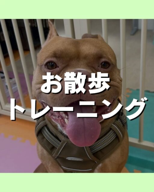 お散歩トレーニング講習会🐶
5/16(土)12時〜13時30分にミズベリング三条にて
お散歩トレーニング講習会を開催します😆

こんなお悩みありませんか？
引っ張りが強い
拾い食いが気になる
他の子や人に吠えてしまう⋯
お気軽にお問い合わせください💁

🐾🐶愛犬のお悩みご相談ください🐶🐾
@kenkohmura_official
 ↑フォロー待ってます↑

〒955-0091 新潟県三条市上須頃大割４２８−１
☎︎ 0256-35-2571
✉️ info@kenkohmura.jp
HP: http://kenkohmura.jp
LINE: https://lin.ee/7LIz5sb

#犬幸村#犬の幼稚園 #吠える、噛む #犬のしつけ #トイレ　お散歩トレーニング