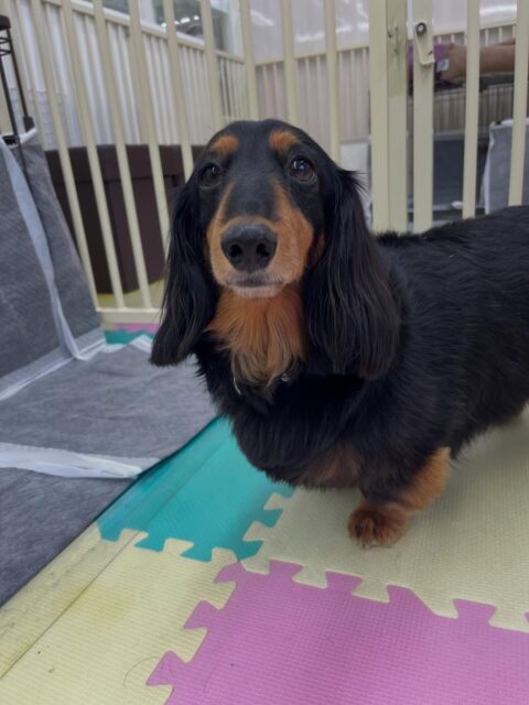 クッキーちゃん🐶
ニコペットにいるチワワちゃんやマルちゃんに遊びに誘われていたりとモテモテのクッキーちゃんでした😆
⁡
お散歩トレーニングでも一生懸命歩いていました😊
🐾🐶愛犬のお悩みご相談ください🐶🐾
@kenkohmura_official
 ↑フォロー待ってます↑

〒955-0091 新潟県三条市上須頃大割４２８−１
☎︎ 0256-35-2571
✉️ info@kenkohmura.jp
HP: http://kenkohmura.jp
LINE: https://lin.ee/7LIz5sb

#犬幸村#犬の幼稚園 #吠える噛む #犬のしつけ #トイレ
 ミニチュアダックスフンド ミニチュアダックスフンド可愛い ミニチュアダックスフンドだいすき