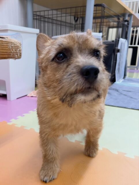 本日の鶴丸🐶
クッキーちゃんと楽しそうに遊んでいました☺️
🐾🐶愛犬のお悩みご相談ください🐶🐾
@kenkohmura_official
 ↑フォロー待ってます↑

〒955-0091 新潟県三条市上須頃大割４２８−１
☎︎ 0256-35-2571
✉️ info@kenkohmura.jp
HP: http://kenkohmura.jp
LINE: https://lin.ee/7LIz5sb

#犬幸村#犬の幼稚園 #吠える噛む #犬のしつけ #トイレ
 ノーリッチテリア ノーリッチテリア可愛い ノーリッチテリアだいすき