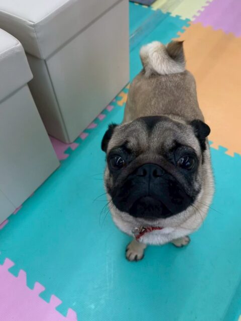 初来園のブーちゃん🐶
本日は本当に初来園？と思うほど慣れるのが早く、みんなの輪に直ぐに入れることができていました👍

シャンプーやお手入れなどは最初緊張から少しイヤイヤがありましたが直ぐになくなり、すんなりやらせてくれました👏

本日はたくさんお友達ができた1日となりました🎉

🐾🐶愛犬のお悩みご相談ください🐶🐾
@kenkohmura_official
 ↑フォロー待ってます↑

〒955-0091 新潟県三条市上須頃大割４２８−１
☎︎ 0256-35-2571
✉️ info@kenkohmura.jp
HP: http://kenkohmura.jp
LINE: https://lin.ee/7LIz5sb

#犬幸村#犬の幼稚園 #吠える、噛む #犬のしつけ #トイレ
パグパグ可愛いパグ大好きパグ倶楽部