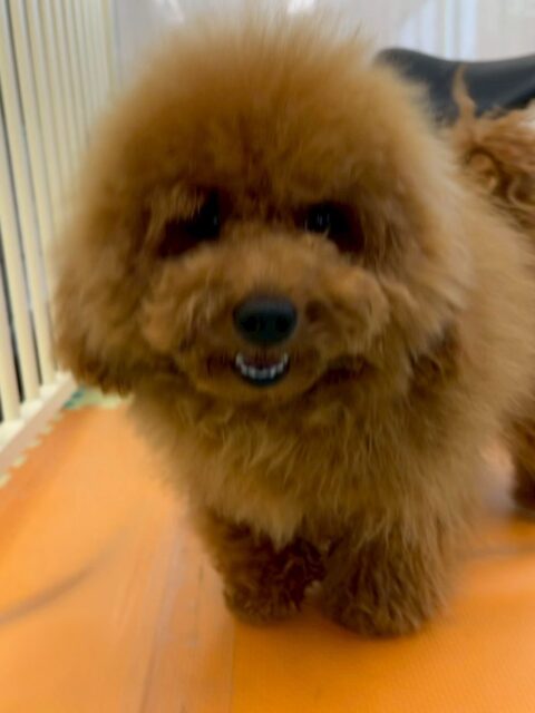 ププちゃん🐶
本日はコロンちゃんやモカちゃん、くうちゃん達と走り回ったり、ワンプロを仕掛けあったりして楽しんで過ごしていました🤭

🐾🐶愛犬のお悩みご相談ください🐶🐾
@kenkohmura_official
 ↑フォロー待ってます↑

〒955-0091 新潟県三条市上須頃大割４２８−１
☎︎ 0256-35-2571
✉️ info@kenkohmura.jp
HP: http://kenkohmura.jp
LINE: https://lin.ee/7LIz5sb

#犬幸村#犬の幼稚園 #吠える、噛む #犬のしつけ #トイレ
トイプートイプー可愛いトイプー大好きトイプー倶楽部