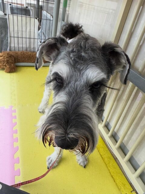 ペリーちゃん🐶
本日はニコペットのスタッフ犬やププちゃん、ふうちゃん達と走り回ったり、ワンプロを仕掛けあったりして楽しんでいました🤭

🐾🐶愛犬のお悩みご相談ください🐶🐾
@kenkohmura_official
 ↑フォロー待ってます↑

〒955-0091 新潟県三条市上須頃大割４２８−１
☎︎ 0256-35-2571
✉️ info@kenkohmura.jp
HP: http://kenkohmura.jp
LINE: https://lin.ee/7LIz5sb

#犬幸村#犬の幼稚園 #吠える、噛む #犬のしつけ #トイレ
シュナウザーシュナウザー可愛いシュナウザー大好きシュナウザー倶楽部