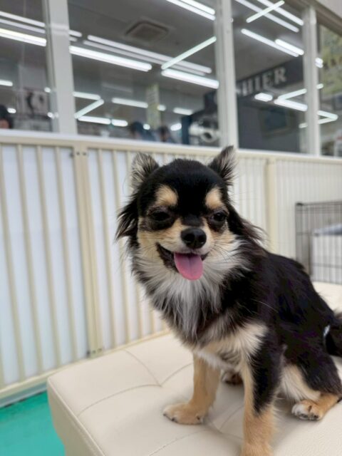 きりまるちゃん&まろちゃん🐶
今日はきりまるちゃんはお店の小さい子達とプロレスごっこをしたり、柵越しにポコちゃんと追いかけっこをしたりしていました😊
まろちゃんはスタッフに甘えたり、色んな子に挨拶したりしていました☺️
2人で椅子の上でくつろぎながらまったりしている姿が可愛かったです💗

🐾🐶愛犬のお悩みご相談ください🐶🐾
@kenkohmura_official
 ↑フォロー待ってます↑

〒955-0091 新潟県三条市上須頃大割４２８−１
☎︎ 0256-35-2571
✉️ info@kenkohmura.jp
HP: http://kenkohmura.jp
LINE: https://lin.ee/7LIz5sb

#犬幸村#犬の幼稚園 #吠える、噛む #犬のしつけ #トイレ
チワワ　ちわわ　チワワだいすき