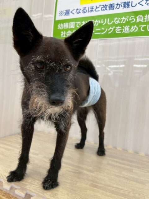小乃輔ちゃん🐶
本日歯磨きトレーニングを開始して1年10ヶ月が経ちました
歯の状態も歯磨きもキープできているのでこのまま継続を意識して頑張りましょう✊

園内ではペリーちゃんやニコペットのスタッフ犬と匂いを嗅ぎ合ったり、みんなで走り回ったりして楽しんでいました👍

🐾🐶愛犬のお悩みご相談ください🐶🐾
@kenkohmura_official
 ↑フォロー待ってます↑

〒955-0091 新潟県三条市上須頃大割４２８−１
☎︎ 0256-35-2571
✉️ info@kenkohmura.jp
HP: http://kenkohmura.jp
LINE: https://lin.ee/7LIz5sb

#犬幸村#犬の幼稚園 #吠える、噛む #犬のしつけ #トイレ
ミックスミックス犬ミックス犬可愛いミックス犬大好き