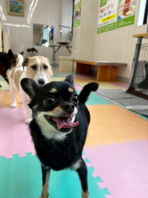 ひなたちゃん🐶
朝からププちゃんやふうちゃんモカちゃん達にたくさんちょっかいを出されたり、大好きなベンの匂いを嗅いだり、遊びを誘ったりしてちょっかいを出していました🤭

🐾🐶愛犬のお悩みご相談ください🐶🐾
@kenkohmura_official
 ↑フォロー待ってます↑

〒955-0091 新潟県三条市上須頃大割４２８−１
☎︎ 0256-35-2571
✉️ info@kenkohmura.jp
HP: http://kenkohmura.jp
LINE: https://lin.ee/7LIz5sb

#犬幸村#犬の幼稚園 #吠える、噛む #犬のしつけ #トイレ
チワワチワワ可愛いチワワ大好きチワワ倶楽部チワワ可愛すぎる