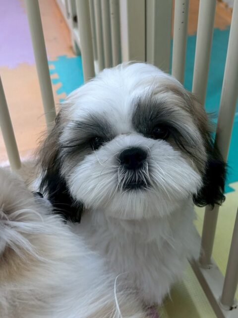 マルちゃん🐶
ニコペットにいる子達と楽しそうに遊んだり走り回ったりしていたり、ベンに叱られていたりしていました☺️
⁡
カットやお手入れ頑張っていました✂️⸒⸒
🐾🐶愛犬のお悩みご相談ください🐶🐾
@kenkohmura_official
 ↑フォロー待ってます↑

〒955-0091 新潟県三条市上須頃大割４２８−１
☎︎ 0256-35-2571
✉️ info@kenkohmura.jp
HP: http://kenkohmura.jp
LINE: https://lin.ee/7LIz5sb

#犬幸村#犬の幼稚園 #吠える噛む #犬のしつけ #トイレ
 シーズー シーズー可愛い シーズー大好き