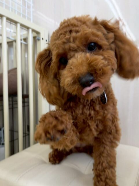 モカちゃん🐶
本日はふうちゃんやププちゃん達のチームクルクルで走り回ったり、みんなでワンプロをしたりして非常に楽しそうに遊んでいました🤭
スタッフとの手遊びもかなり楽しんでもらえた様でよかったです🙇

🐾🐶愛犬のお悩みご相談ください🐶🐾
@kenkohmura_official
 ↑フォロー待ってます↑

〒955-0091 新潟県三条市上須頃大割４２８−１
☎︎ 0256-35-2571
✉️ info@kenkohmura.jp
HP: http://kenkohmura.jp
LINE: https://lin.ee/7LIz5sb

#犬幸村#犬の幼稚園 #吠える、噛む #犬のしつけ #トイレ
トイプートイプー可愛いトイプー大好きトイプー倶楽部