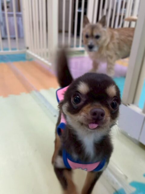 すずちゃん🐶
本日はププちゃんやスタッフ犬の子達と走り回ったり、匂いを嗅ぎ合ったりして過ごしていました🤭
みんなとコミュニケーションをとるのがだいぶ上手になってきた様に感じました👍

🐾🐶愛犬のお悩みご相談ください🐶🐾
@kenkohmura_official
 ↑フォロー待ってます↑

〒955-0091 新潟県三条市上須頃大割４２８−１
☎︎ 0256-35-2571
✉️ info@kenkohmura.jp
HP: http://kenkohmura.jp
LINE: https://lin.ee/7LIz5sb

#犬幸村#犬の幼稚園 #吠える、噛む #犬のしつけ #トイレ
チワワチワワ可愛いチワワ大好きチワワ倶楽部