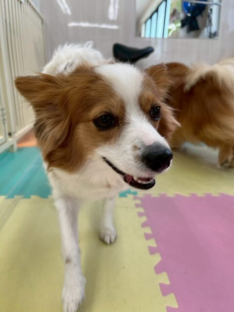 マロンちゃん🐶
本日歯磨きトレーニングを開始して1年9ヶ月が経ちました
歯の状態は非常に健康的にキープできているので、このまま継続を意識して頑張りましょう✊

園内では大好きなやん丸と朝から匂いを嗅いだり、挨拶をしあったりしてコミュニケーションをとっていました👍

🐾🐶愛犬のお悩みご相談ください🐶🐾
@kenkohmura_official
 ↑フォロー待ってます↑

〒955-0091 新潟県三条市上須頃大割４２８−１
☎︎ 0256-35-2571
✉️ info@kenkohmura.jp
HP: http://kenkohmura.jp
LINE: https://lin.ee/7LIz5sb

#犬幸村#犬の幼稚園 #吠える、噛む #犬のしつけ #トイレ
パピヨンパピヨン可愛いパピヨン大好きパピヨン倶楽部パピヨン可愛すぎる