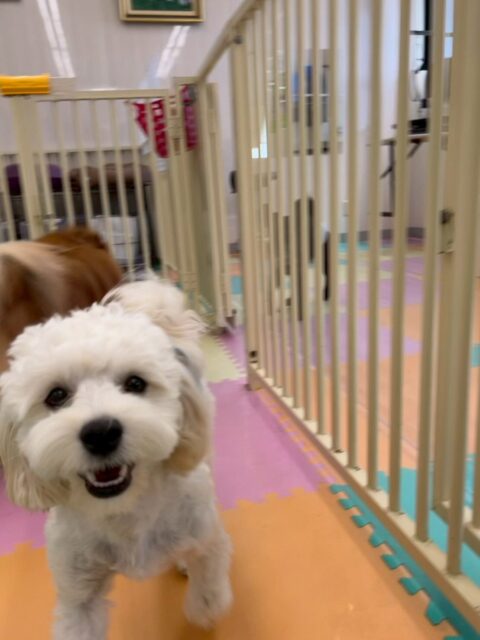 ふうちゃん🐶
本日歯磨きトレーニングを開始して4ヶ月が経ちました🪥
歯の状態はキープできています‼️歯磨きはもう少し練習が必要です‼️落ち着いた状態で歯ブラシできるまで頑張っていきましょう✊

園内ではペリーちゃんやププちゃん、モカちゃん達と走り回ったり、ワンプロを仕掛けあったりして非常に楽しそうにして過ごしていました👍

🐾🐶愛犬のお悩みご相談ください🐶🐾
@kenkohmura_official
 ↑フォロー待ってます↑

〒955-0091 新潟県三条市上須頃大割４２８−１
☎︎ 0256-35-2571
✉️ info@kenkohmura.jp
HP: http://kenkohmura.jp
LINE: https://lin.ee/7LIz5sb

#犬幸村#犬の幼稚園 #吠える、噛む #犬のしつけ #トイレ
ミックスミックス犬ミックス犬可愛いミックス犬大好きミックス犬倶楽部