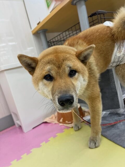 チャリーちゃん🐶
ニコペットにいるスタンダードプードルちゃんや体験に来たフレンチちゃんと楽しそうに遊びに誘っていたり遊んでいました🙌
🐾🐶愛犬のお悩みご相談ください🐶🐾
@kenkohmura_official
 ↑フォロー待ってます↑

〒955-0091 新潟県三条市上須頃大割４２８−１
☎︎ 0256-35-2571
✉️ info@kenkohmura.jp
HP: http://kenkohmura.jp
LINE: https://lin.ee/7LIz5sb

#犬幸村#犬の幼稚園 #吠える噛む #犬のしつけ #トイレ
 柴犬 柴犬可愛い 柴犬大好き