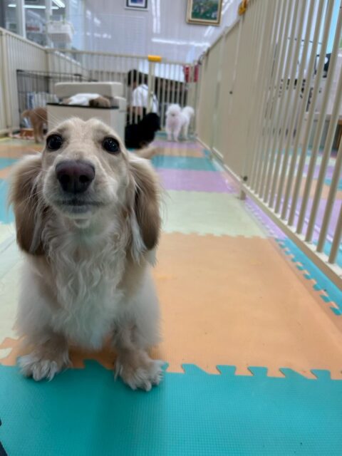 シロちゃん🐶
本日歯磨きトレーニングを開始して1年6ヶ月が経ちました
歯の状態完璧にキープできています‼️このまま継続しましょう✊

園内では、いつもよりもおしゃべりが少なく比較的に落ち着いた日でした‼️お散歩中もあまり他の人や犬に吠えたりせずに頑張ってくれていました👍

🐾🐶愛犬のお悩みご相談ください🐶🐾
@kenkohmura_official
 ↑フォロー待ってます↑

〒955-0091 新潟県三条市上須頃大割４２８−１
☎︎ 0256-35-2571
✉️ info@kenkohmura.jp
HP: http://kenkohmura.jp
LINE: https://lin.ee/7LIz5sb

#犬幸村#犬の幼稚園 #吠える、噛む #犬のしつけ #トイレ
ダックスダックス可愛いダックス倶楽部ダックス可愛すぎる