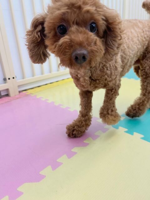 もこちゃん🐶
リュウちゃんと挨拶したり、小さい子達がしつこく遊びに誘ってくると叱ってくれていたりしていました😄
🐾🐶愛犬のお悩みご相談ください🐶🐾
@kenkohmura_official
 ↑フォロー待ってます↑

〒955-0091 新潟県三条市上須頃大割４２８−１
☎︎ 0256-35-2571
✉️ info@kenkohmura.jp
HP: http://kenkohmura.jp
LINE: https://lin.ee/7LIz5sb

#犬幸村#犬の幼稚園 #吠える噛む #犬のしつけ #トイレ
 トイプードル トイプードル可愛い トイプードルだいすき