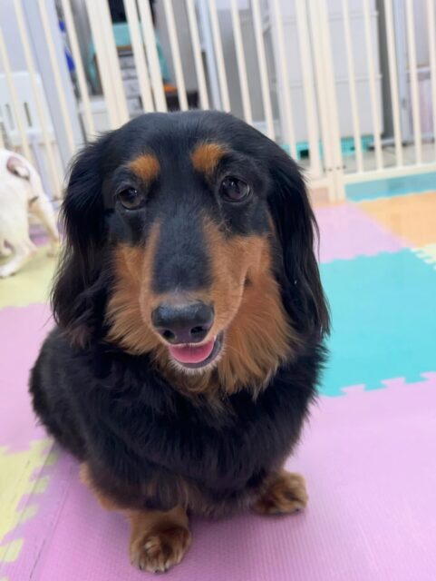 クッキーちゃん🐶
鶴丸とすごく楽しそうに遊んでいました🎶
疲れたのか午後からはまったり過ごしていました😊
🐾🐶愛犬のお悩みご相談ください🐶🐾
@kenkohmura_official
 ↑フォロー待ってます↑

〒955-0091 新潟県三条市上須頃大割４２８−１
☎︎ 0256-35-2571
✉️ info@kenkohmura.jp
HP: http://kenkohmura.jp
LINE: https://lin.ee/7LIz5sb

#犬幸村#犬の幼稚園 #吠える噛む #犬のしつけ #トイレ
 ミニチュアダックスフンド ミニチュアダックスフンド可愛い ミニチュアダックスフンドだいすき
